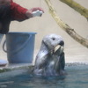 ラッコのメイ（鳥羽水族館）