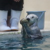 鳥羽水族館のラッコ「メイ」