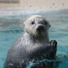 ラッコのキラ（鳥羽水族館）