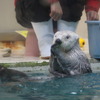 ラッコのメイ（鳥羽水族館）