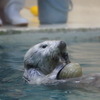 ラッコのメイ（鳥羽水族館）