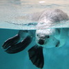 ラッコのメイ（鳥羽水族館）