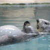 ラッコのメイ（鳥羽水族館）