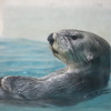 ラッコのキラ（鳥羽水族館）