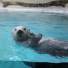 ラッコのキラ（鳥羽水族館）