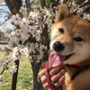 桜の花と一緒に写真におさまる「さくら」ちゃん