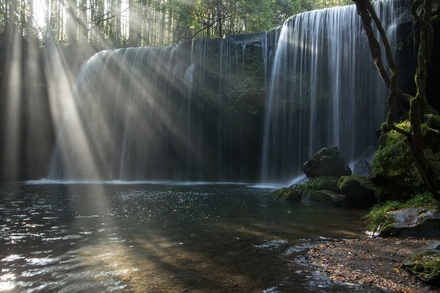 5分でわかる『山椒魚』！蛙の気持ちって？あらすじから結末まで一気に解説！画像