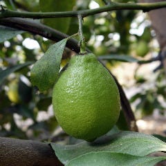 花様 ka－you 西梅田 近江野菜自家栽培ファーム直送店_ノーワックスレモン【滋賀県守山産】