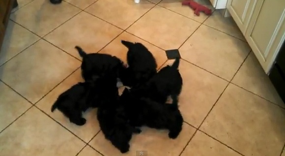 6puppies