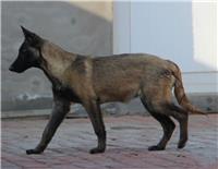 有卖马犬的华英猛犬养殖基地