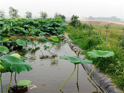 藕池防渗膜  防渗膜生产厂家  防渗膜价格