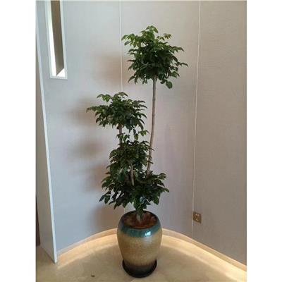 北京朝阳区绿植租摆厂家 花卉租赁价目表