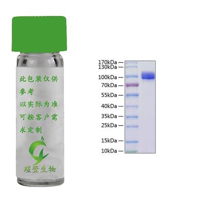 重组蛋白鼠源 IL-1Ra Recombinant Protein Mouse IL-1F3