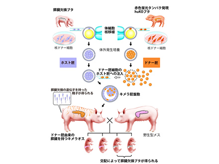 すい臓欠損ブタですい臓再生