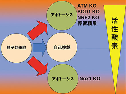 活性酸素不足が男性不妊の原因に？