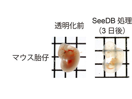 細胞組織を透明化する新試薬