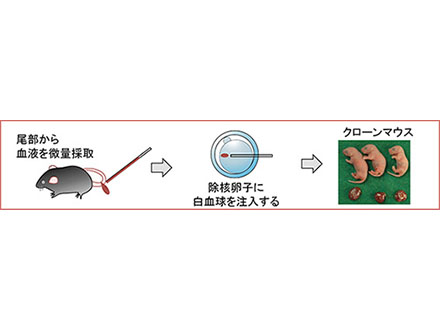 血液1滴からクローンマウス