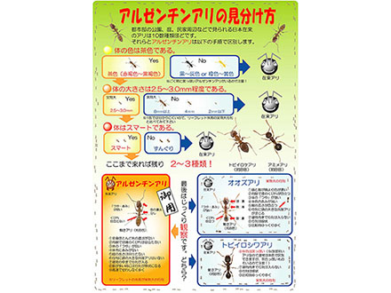 懸念広がるアルゼンチンアリ