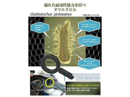 マイナス196℃にも耐えるヌマエラビル