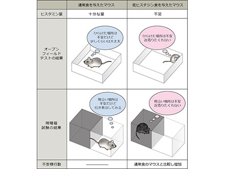 不安の改善にヒスチジン摂取が有効か