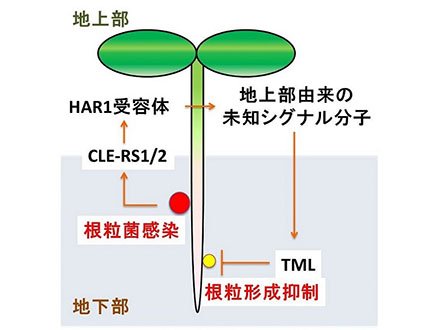 ホルモンが葉から根に移り根粒を制御