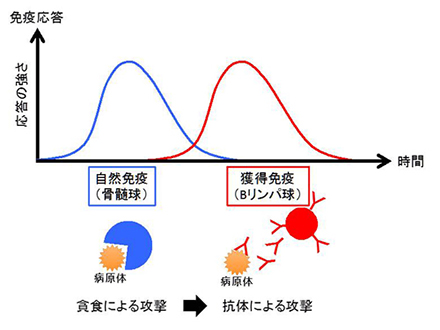 白血球の分化を制御する仕組み発見