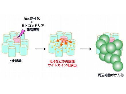 がん化促す細胞老化がハエにもあった