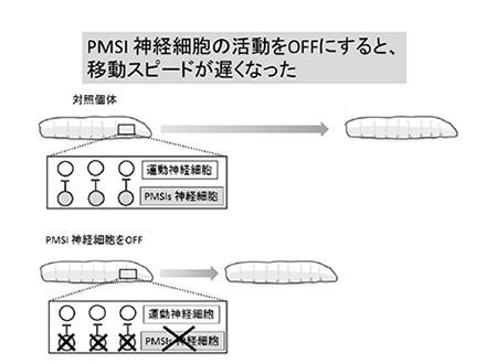 動物の運動速度制御する神経回路発見