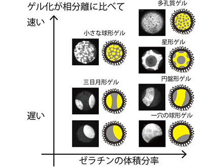 微小なゼリー球が三日月や星形になった