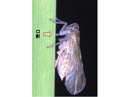トビイロウンカに強いイネ遺伝子特定