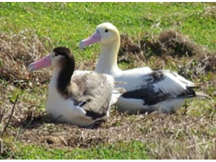 アホウドリ繁殖を小笠原の媒島で確認