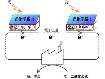 光合成担う巨大な光化学超複合体を発見