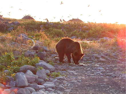 北海道のヒグマは開発で肉食から草食傾向へ