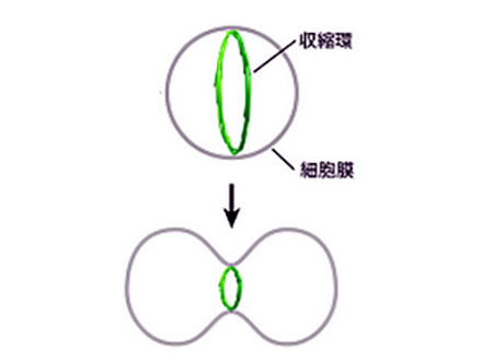 細胞分裂起こす収縮環の謎の一端を解明