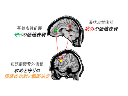 直観的な戦略決定担う脳の部位特定