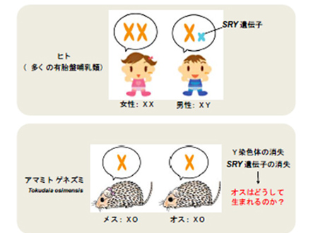 Y染色体なくてもオスになる謎を解明 北大が遺伝子を特定