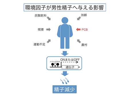 PCB濃度が精子に悪影響の可能性 東北大調査