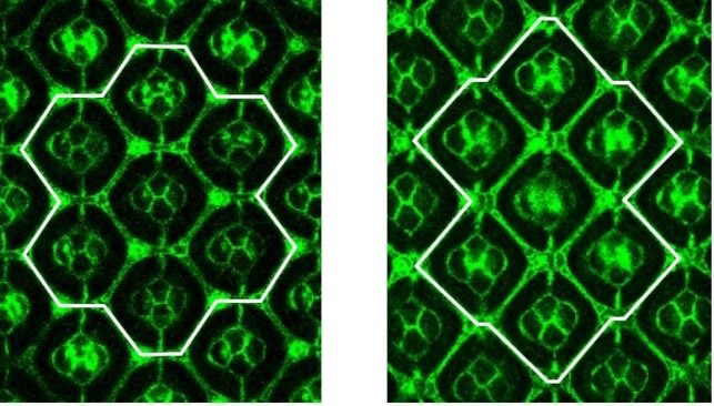 ハエのさなぎの目の顕微鏡写真。成長すると普通、個眼が六角形になる（左）が、変異体では四角形になるものがある。白線は理解のために描き入れたもの（金沢大学提供）
