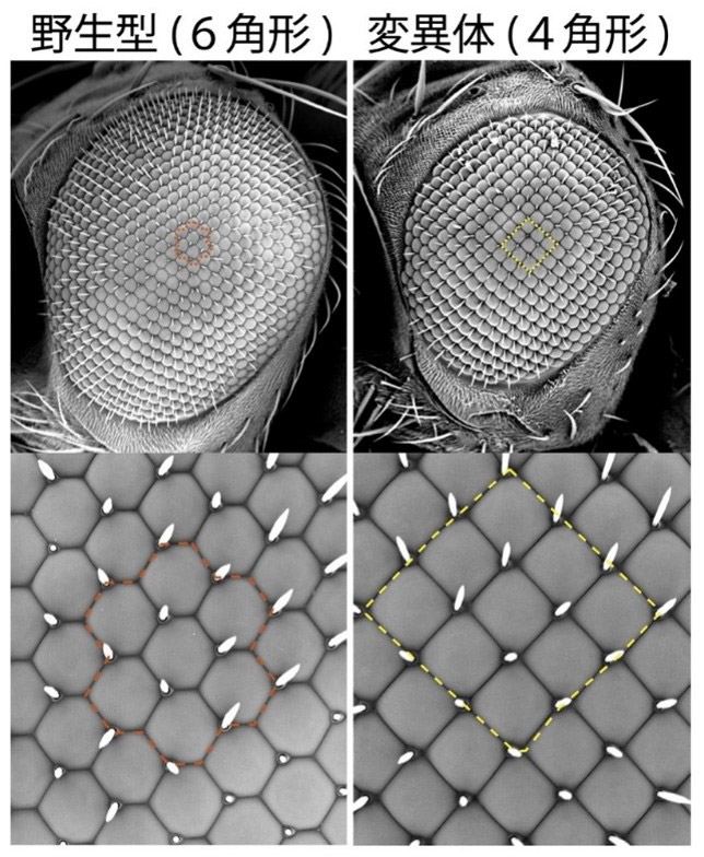 ショウジョウバエの複眼（上）と、部分拡大した個眼の集まり（下）。個眼は普通は六角形だが（左下）、変異体によっては四角形になる（右下）。変異体の複眼は上下の幅が狭い（金沢大学提供）