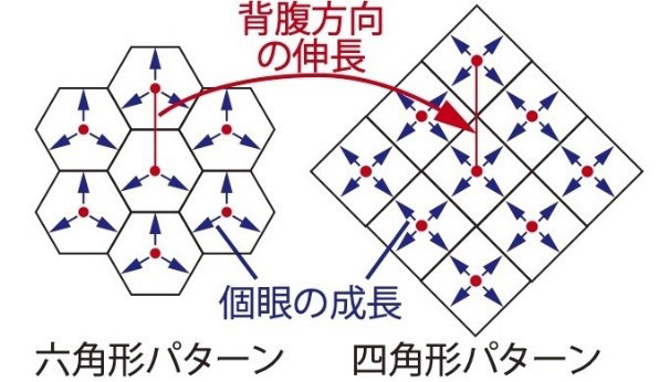 変異体の複眼は周囲から背腹（上下）方向に引っ張られている。それに釣られて個眼も引っ張られ、四角形になった？（金沢大学提供）