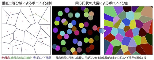 ボロノイ分割（金沢大学提供）