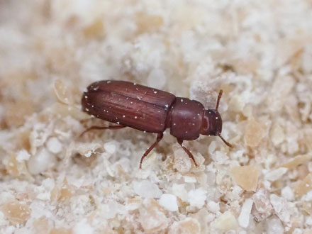 虫の「死んだふりする行動」、緯度が高いほど頻繁で長時間に 岡山大が解明