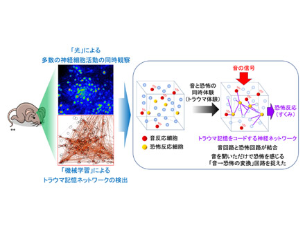 脳でトラウマ記憶がつくられる仕組みの一端分かった 生理学研究所などマウス実験で解明