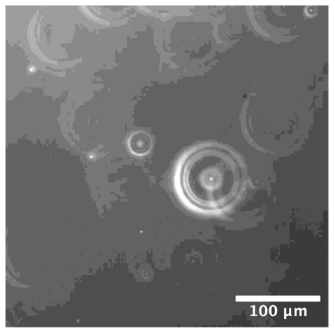 暗視野顕微鏡で観察したナノバブル（九州工業大学の植松祐輝准教授提供）
