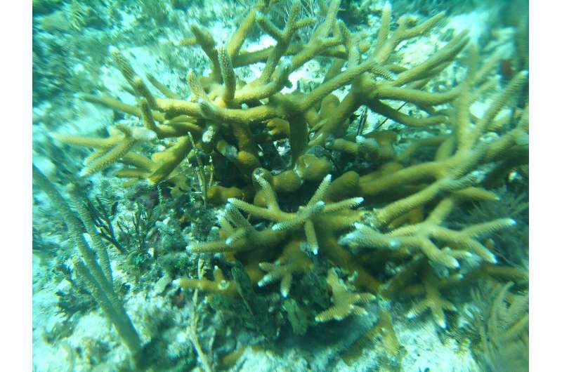 Green staghorn coral more likely to survive ocean warming if crabs are around