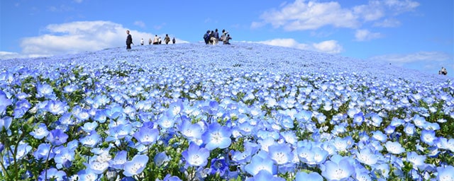 ネモフィラおすすめ情報