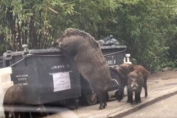 まるで「乙事主」のよう！香港で撮影された野生のイノシシが巨大すぎる