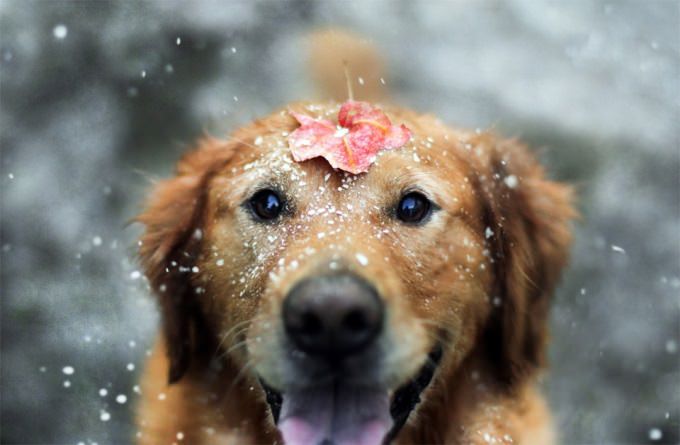 幸せそうな犬