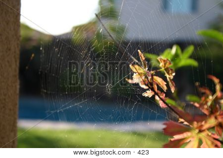 Spider Web