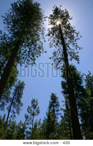 Tall Pine Trees